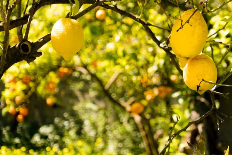 SORRENTO: Sunset Limoncello Making After-Dinner Experience - The Best Part for Most People: Tasting Your Fresh Limoncello