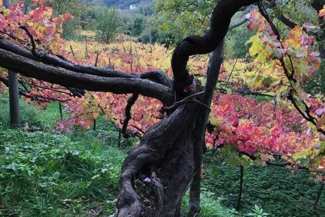 Tenuta San Francesco Wine Tasting - A Tramonti winery built to revive local grape traditions