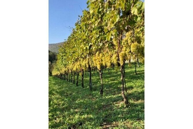 Tenuta San Francesco Wine Tasting - The wine tasting lineup: three DOC wines from the Amalfi Coast – Tramonti