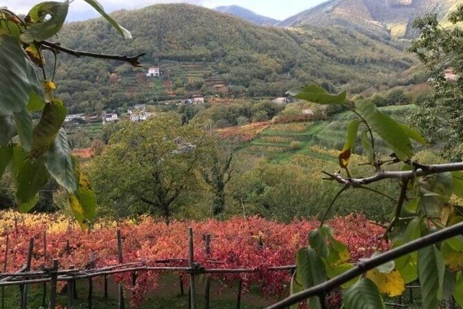 Tenuta San Francesco Wine Tasting - Stop 1: Historic pre-phylloxera vineyards in the green heart of Amalfi