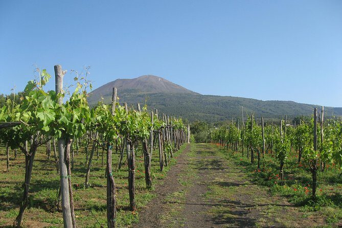 Vesuvius & Vineyard select from Sorrento - Price and Logistics: Where the Day Time Really Goes