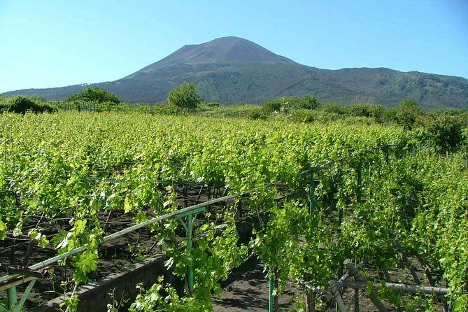 Vesuvius & Vineyard select from Sorrento - Group Size and Atmosphere: Max 27 Changes the Feel