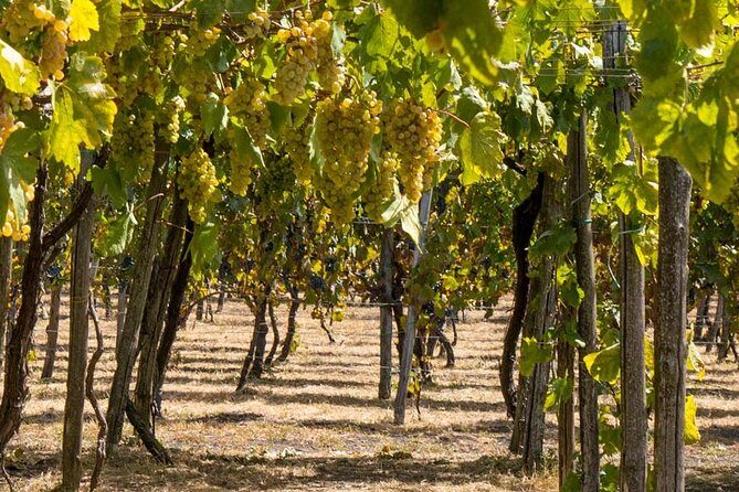Vesuvius & Vineyard select from Sorrento - Who This Tour Is Best For (and Who Should Skip It)