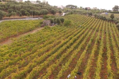 Vesuvius wine tasting with company tour - Terraced Vineyards and Naples Views: The Part You’ll Remember Later