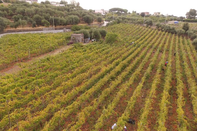 Vesuvius wine tasting with company tour - Terraced Vineyards and Naples Views: The Part You’ll Remember Later