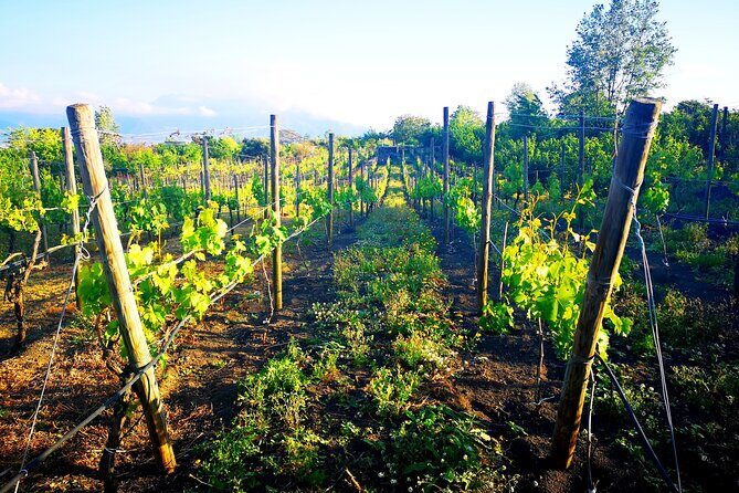 Visit 2 wine producers with tasting and transportation included - Key points before you go