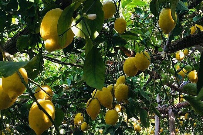 Walking tour from Minori to Maiori along the Path of the Lemons - Chiesa di San Michele Arcangelo in Torre di Minori