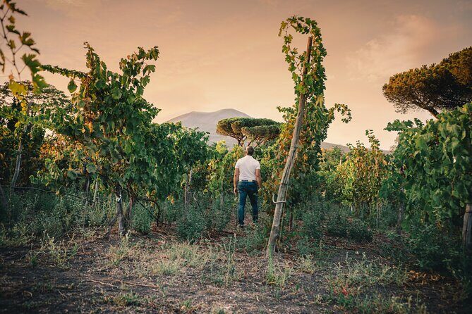 Wine Tasting and Winery Tour in Vesuvio National Park with Lunch - Why a Vesuvius winery stop makes sense right at lunch