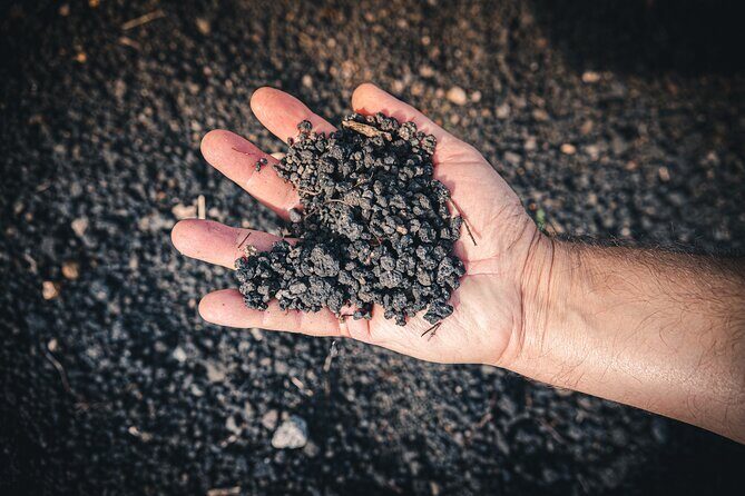 Wine Tasting and Winery Tour in Vesuvio National Park with Lunch - Logistics that matter: transport, timing, and what to bring