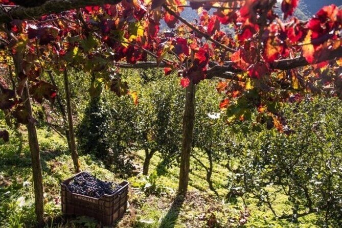 Wine tasting at the Apicella winery - A 5-Minute Vineyard Walk That Changes How You Taste