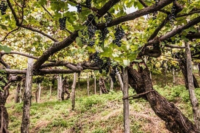Wine tasting at the Apicella winery - Inside the Cellar: How Red and White Become Wine