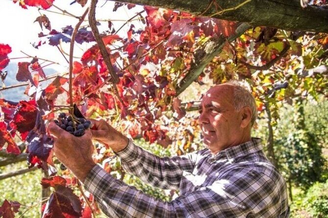Wine tasting at the Apicella winery - Price, Time, and How to Judge Value Without Guesswork