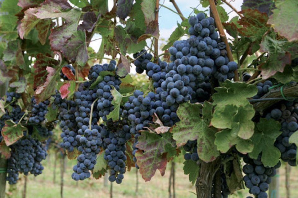 Wine Tasting Experience on the slopes of Vesuvius - Getting up Vesuvius from Naples without the hassle