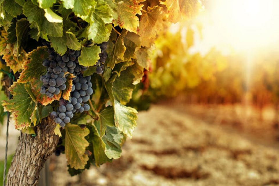 Wine Tasting Experience on the slopes of Vesuvius - The view stop: Bay of Naples, Sorrento, and Capri