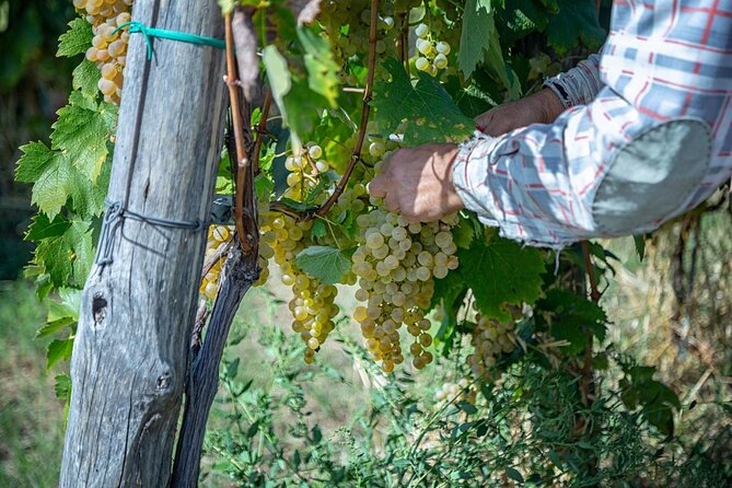 Wine Tasting in Campi Flegrei from Naples - The tasting in the farmhouse: 4 wines and local pairings