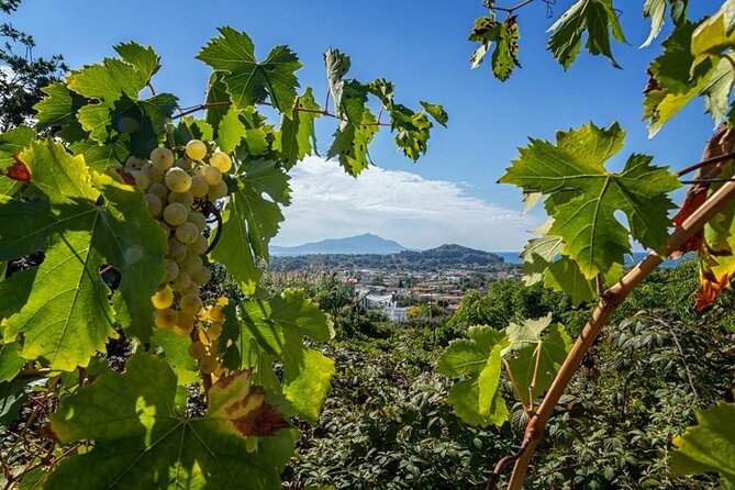 Wine Tasting in Campi Flegrei from Naples - Small group pacing: why it feels more relaxed