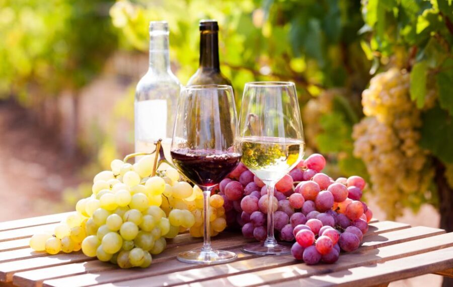 Wine tasting in the Vesuvius National Park - The tasting: 4 typical wines with sommeliers