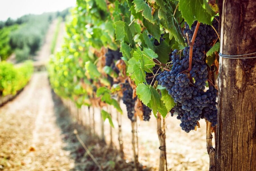 Wine tasting in the Vesuvius National Park - The centuries-old wine cellars: from harvest to production