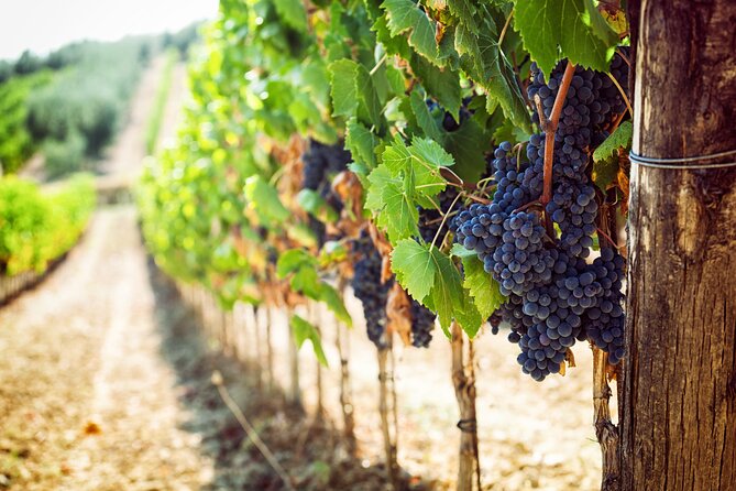 Wine tasting in the Vesuvius national park - Meeting at Via Marina and Timing Your Day