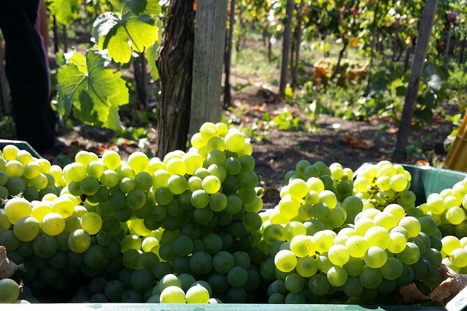 Wine Tour and Lunch with Winetasting and Vineyard Visit - Key highlights at a glance