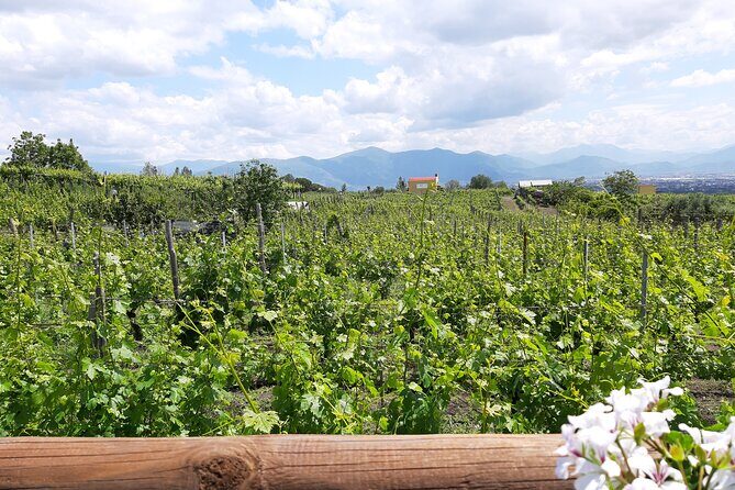 Wine Tour and Lunch with Winetasting and Vineyard Visit - Getting from the city to the vines: pickup that keeps the day easy