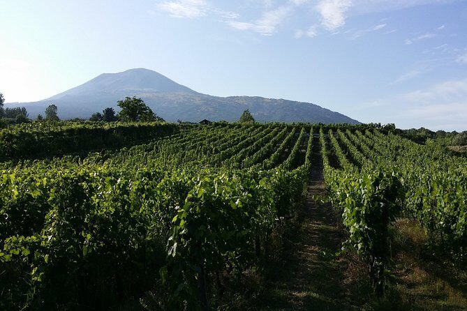 Wine Tour and Lunch with Winetasting and Vineyard Visit - How this tour teaches real Italian wine production (without the lecture)