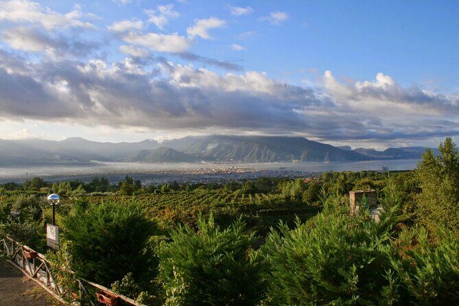 Wine Tour and Lunch with Winetasting and Vineyard Visit - Price and value: what $186.04 really buys you