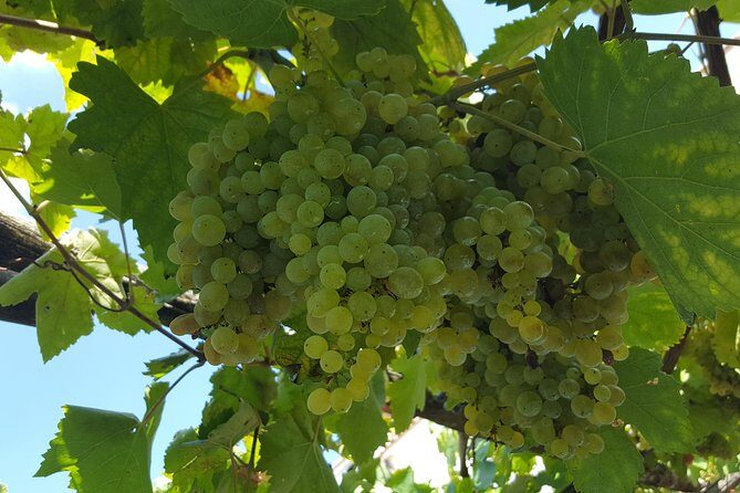 Wine Tour Experience for Family or friend's group - Key points before you go