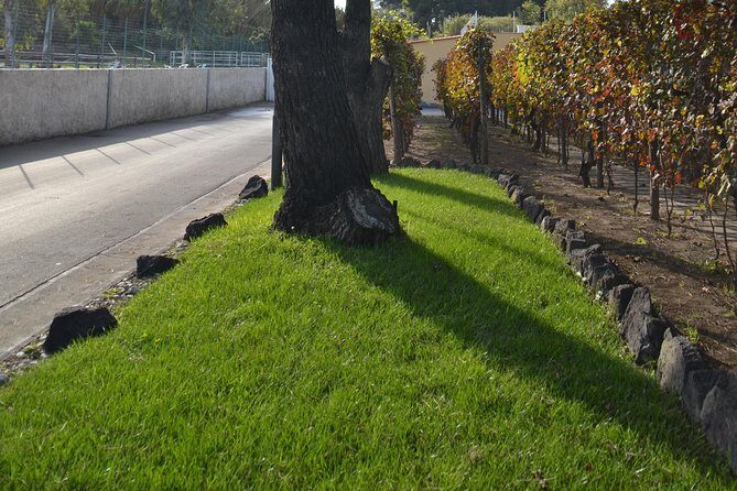 Wine Tour Experience for Family or friend's group - Inside a Vesuvian boutique winery near Pompeii: vineyards, cellar, and history in the same breath