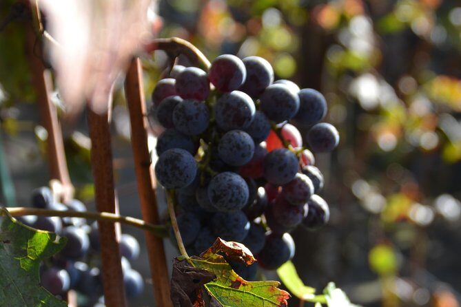 Wine Tour Experience for Family or friend's group - The drive toward Pompeii: local context makes the route worth it