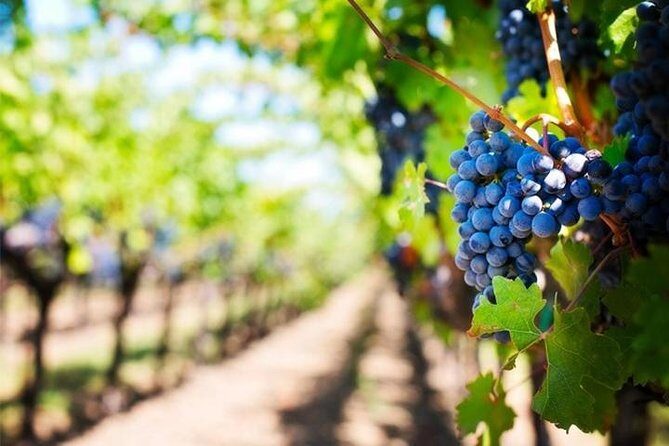 Wine Tour (lunch included) - Stop 2: Cantina Tagliafierro And The DOC Tramonti Breakdown
