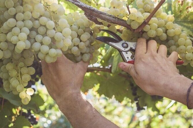Wine Tour (lunch included) - Weather, Getting There, and Practical Tips That Save Time