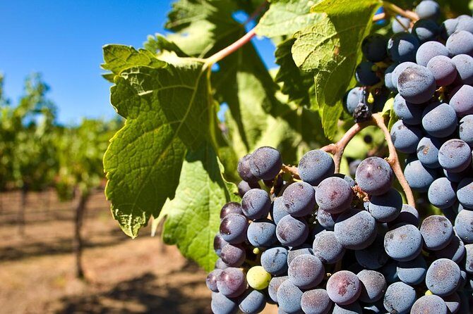 Wine Tour + Pompeii - Why This Sorrento-to-Pompeii Wine Day Works